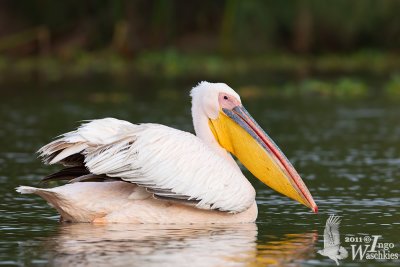 Adult Great White Pelican in breeding plumage
