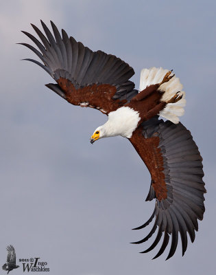 Adult African Fish Eagle