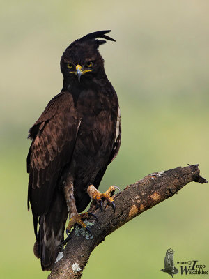Adult Long-crested Eagle