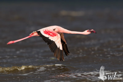 Adult Lesser Flamingo