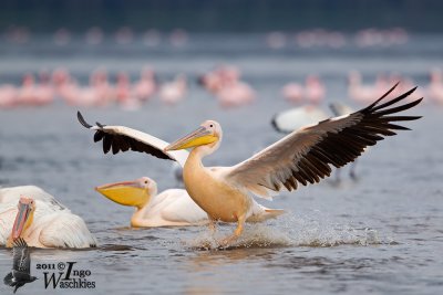 Adult Great White Pelican landing