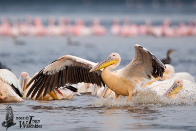 Adult Great White Pelican landing