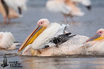 Adult Great White Pelican bathing