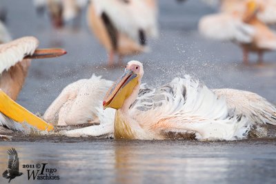 Adult Great White Pelican bathing