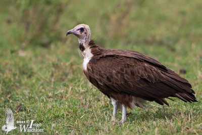 Adult Hooded Vulture