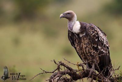 Adult Rüppell's Vulture