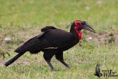 Adult male Southern Ground Hornbill