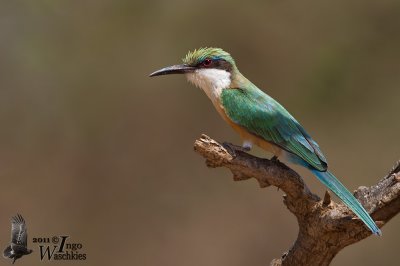 Adult Somali Bee-eater