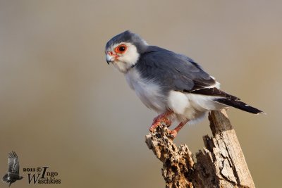 Adult male Pygmy Falcon