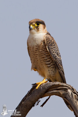 Immature Red-necked Falcon