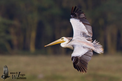 Adult Pink-backed Pelican