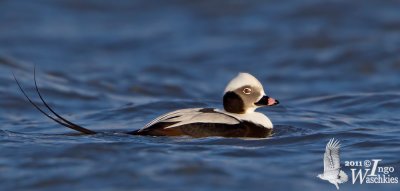 Adult male Long-tailed Duck