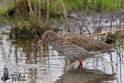 Adult Common Redshank in breeding plumage