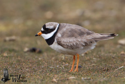 Adult Common Ringed Plover (ssp.   hiaticula ) in breeding plumage