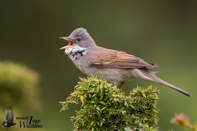Adult male Common Whitethroat