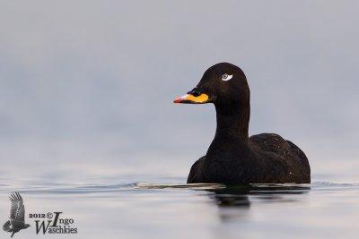 Adult male Velvet Scoter in breeding plumage