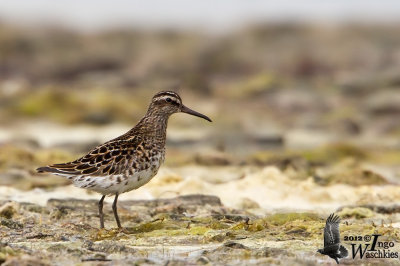 Adult Broad-billed Sandpiper in breeding plumage