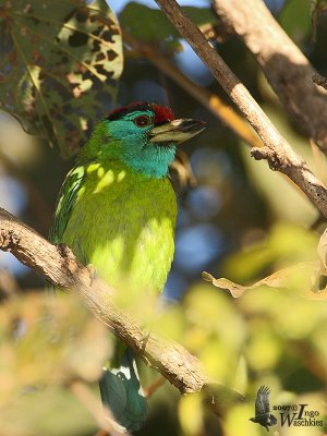 Blue-throated Barbet