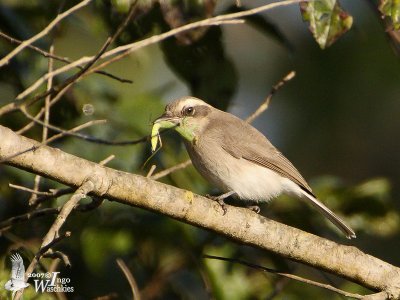 Common Woodshrike (Tephrodornis pondicerianus)