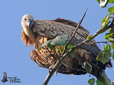 Immature Griffon Vulture