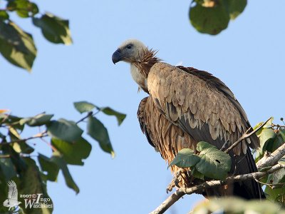 Immature Griffon Vulture