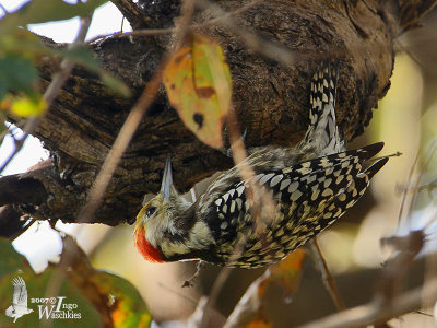Yellow-crowned Woodpecker (Dendrocopos mahrattensis)