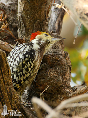 Male Yellow-crowned Woodpecker