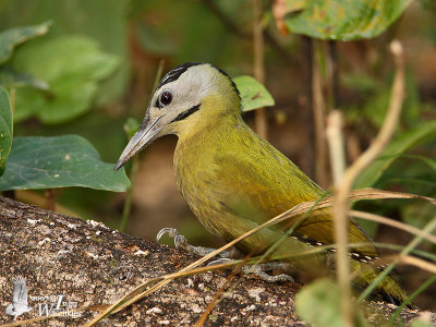 Female Grey-headed Woodpecker