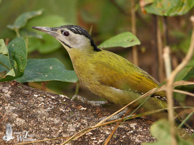 Female Grey-headed Woodpecker