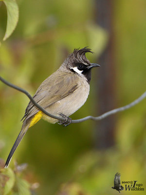 Himalayan Bulbul