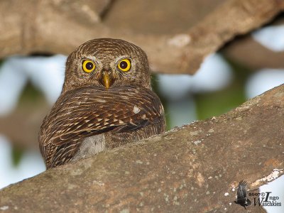 Presumed Jungle Owlet from Corbett NP, India