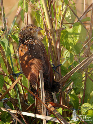 Lesser Coucal (Centropus bengalensis)