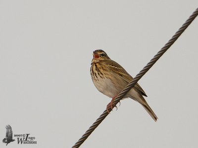 Olive-backed Pipit