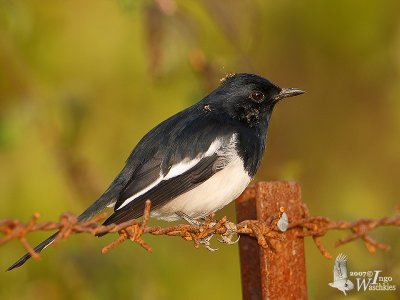 Male Oriental Magpie-Robin with seeds in plumage