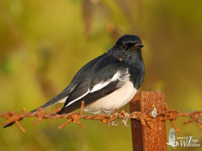 Male Oriental Magpie-Robin with seeds in plumage