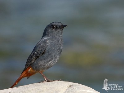 Plumbeous Water Redstart (Rhyacornis fuliginosa)