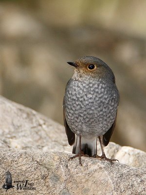 Female Plumbeous Water Redstart