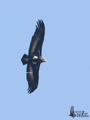 Red-headed Vulture (Sarcogyps calvus)