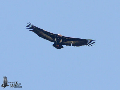 Adult Red-headed Vulture