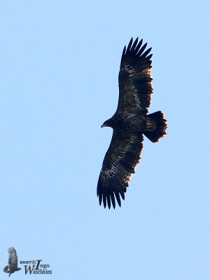 Immature Steppe Eagle