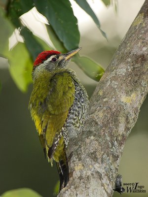Male Streak-throated Woodpecker