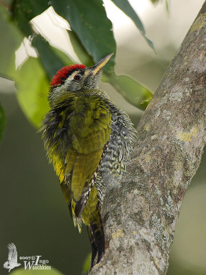 Male Streak-throated Woodpecker