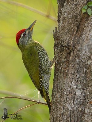 Male Streak-throated Woodpecker