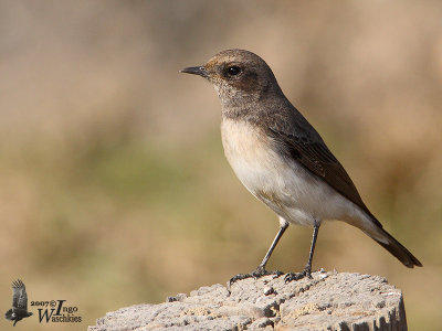 Female Variable Wheatear