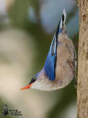 Female Velvet-fronted Nuthatch