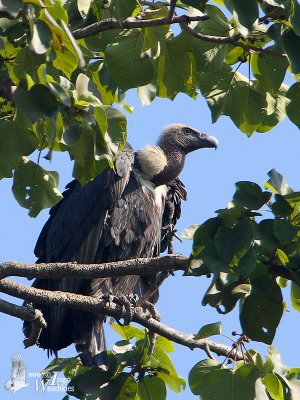 Adult White-rumped Vulture