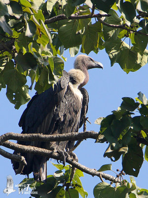 Adult White-rumped Vulture