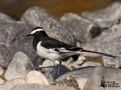Adult White-browed Wagtail