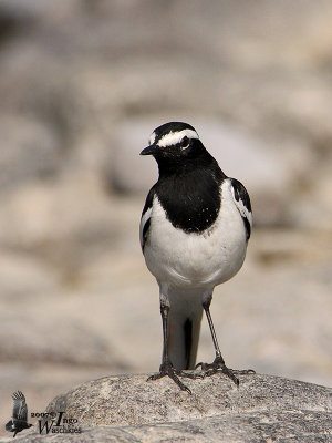 Adult White-browed Wagtail