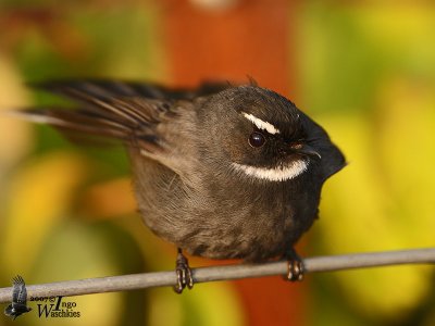 Adult White-throated Fantail (ssp. albicollis)
